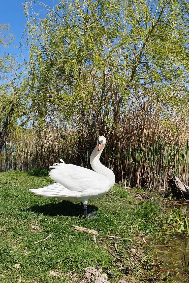 Клюет и не дает в воду ступить»: в Горячем Ключе лебедь Григорий подмял под  себя всю живность в округе - KP.RU