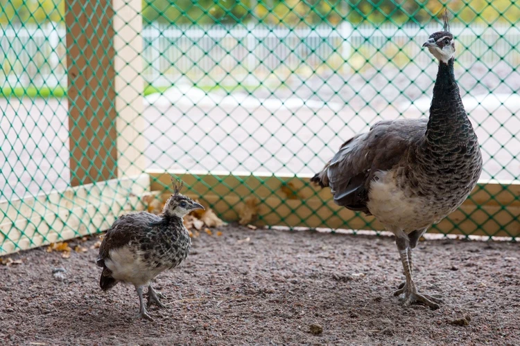 Птенец павлина фото как выглядит