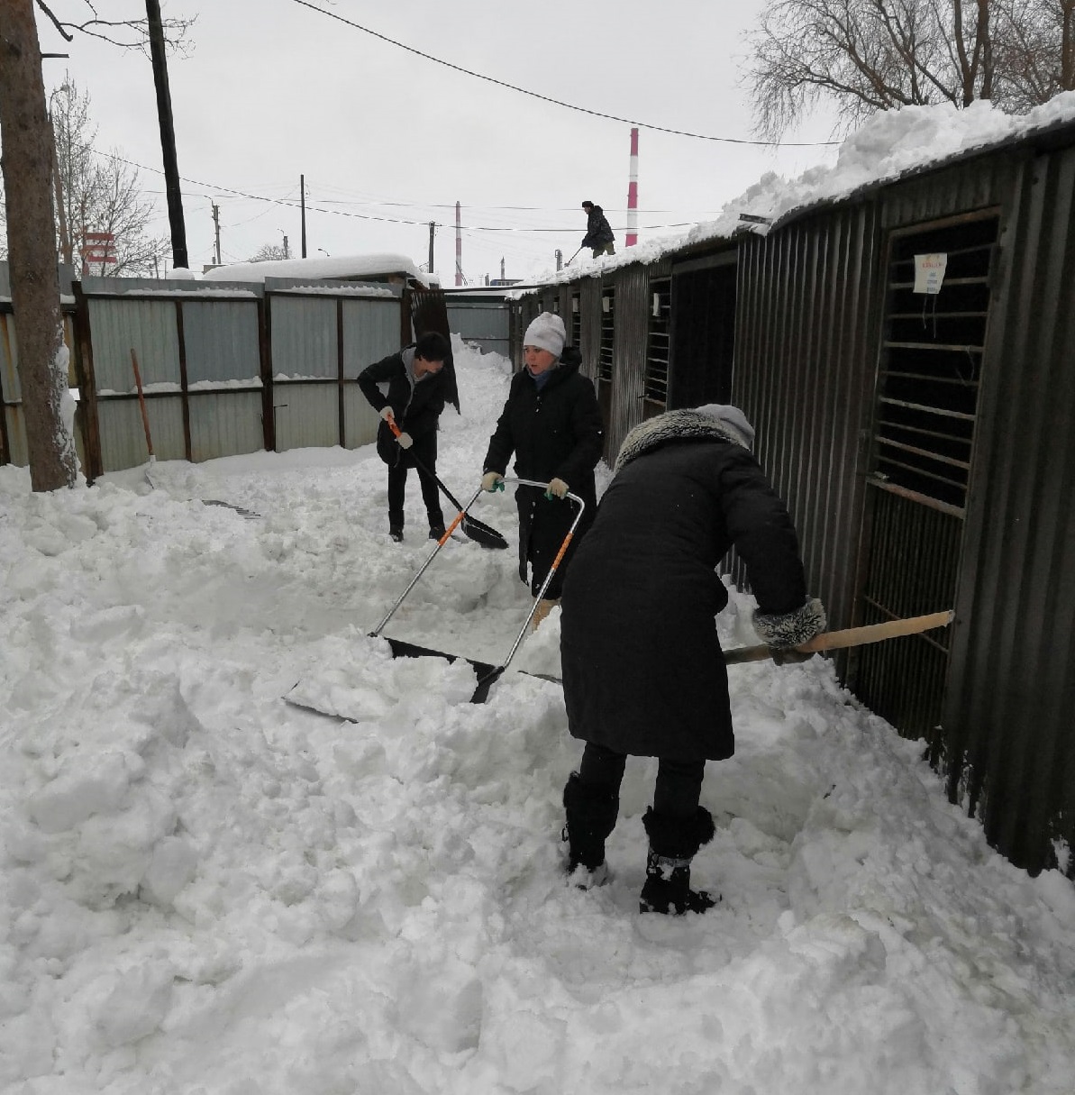 Как помочь бездомной собаке на улице зимой