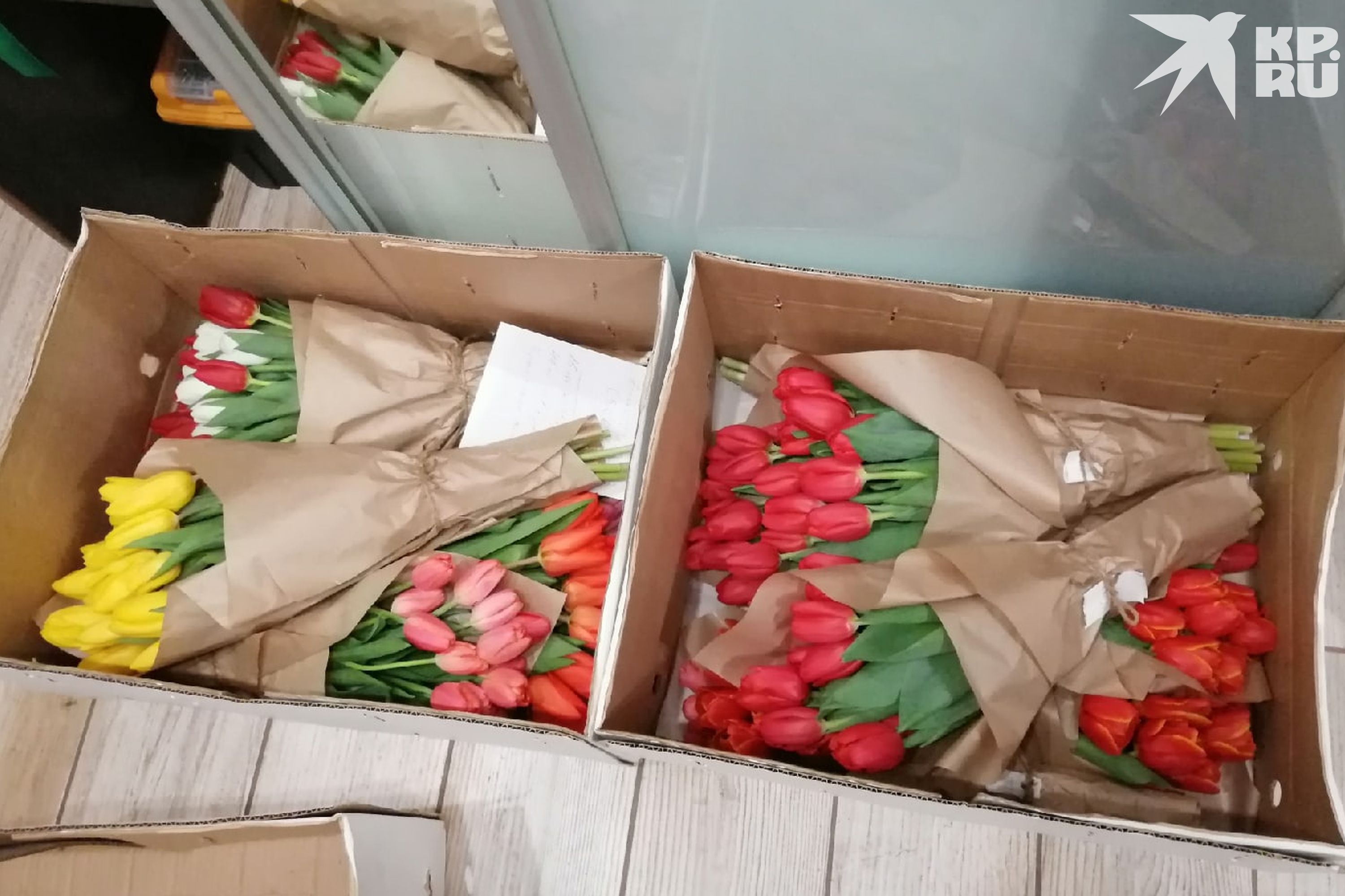 Tulipány se přepravují v krabicích.