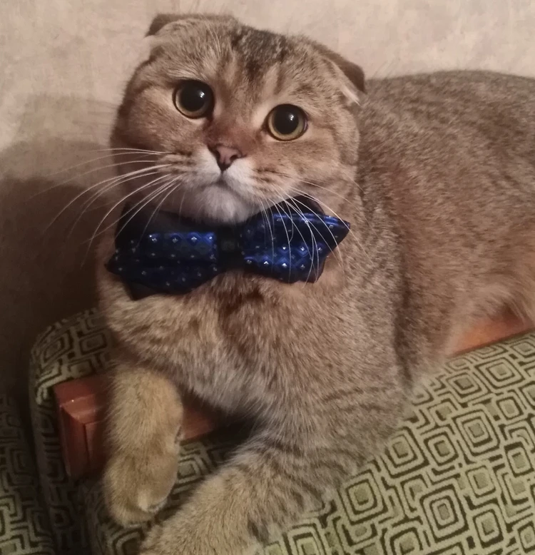 Шустрик - победитель в номинации «Самый активный кот».. Фото: Лариса Бондарева.