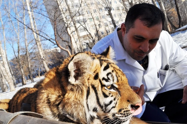 Когда тигрёнка привезли в Челябинск, он весил 20 кг