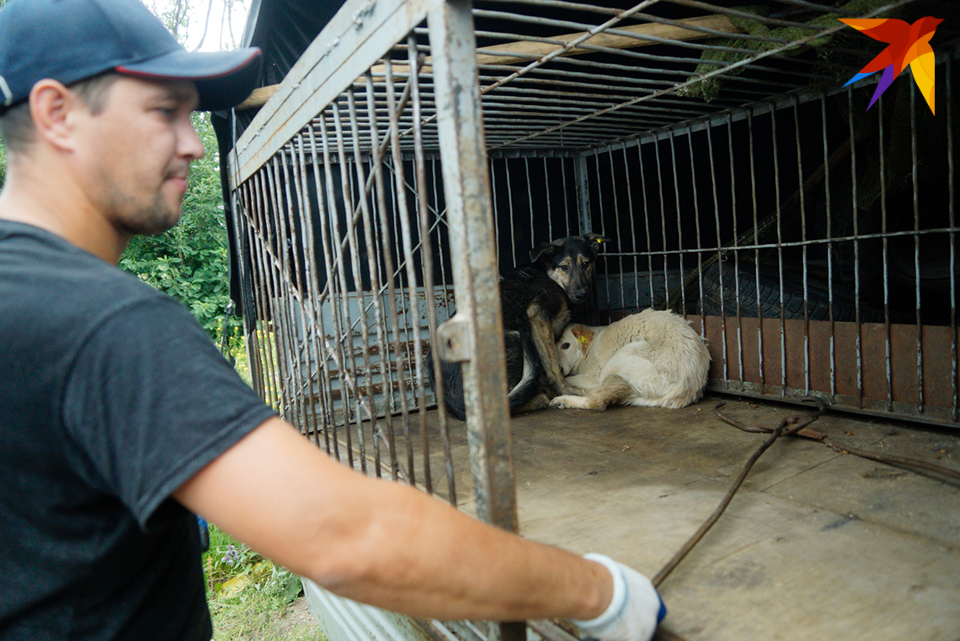 К отлову собак часто возникают вопросы.