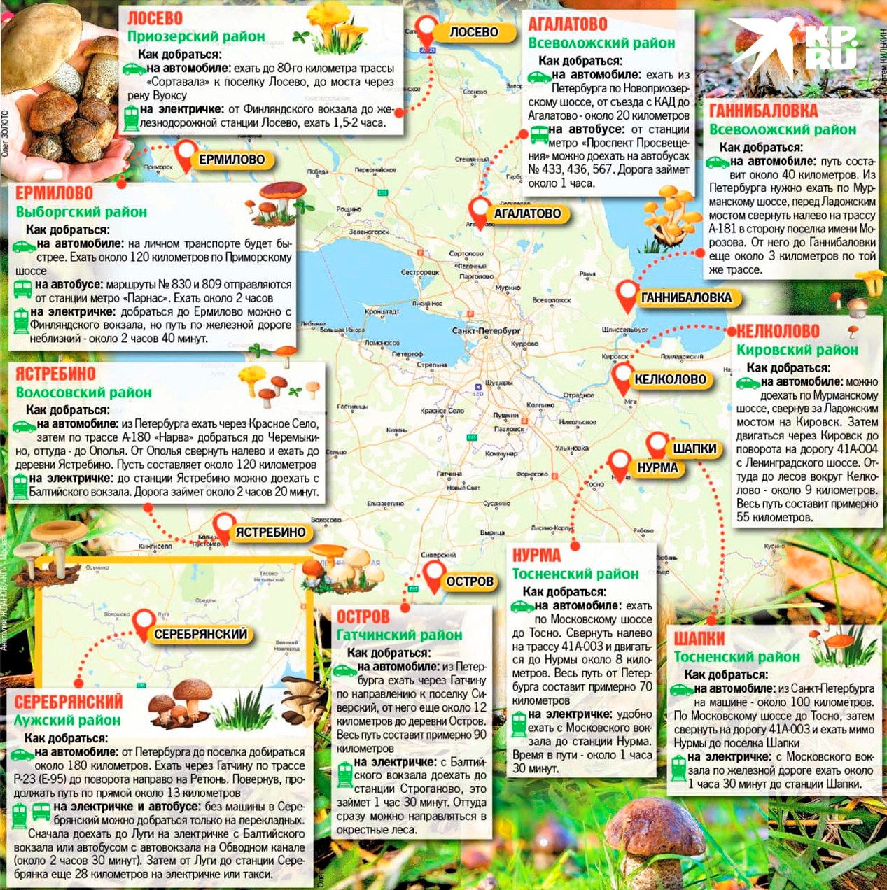 Карта грибных мест в Ленинградской области.
