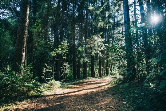 Налибокскую пущу сравнивают со Сванетией в Грузии. Фото: 34travel.me