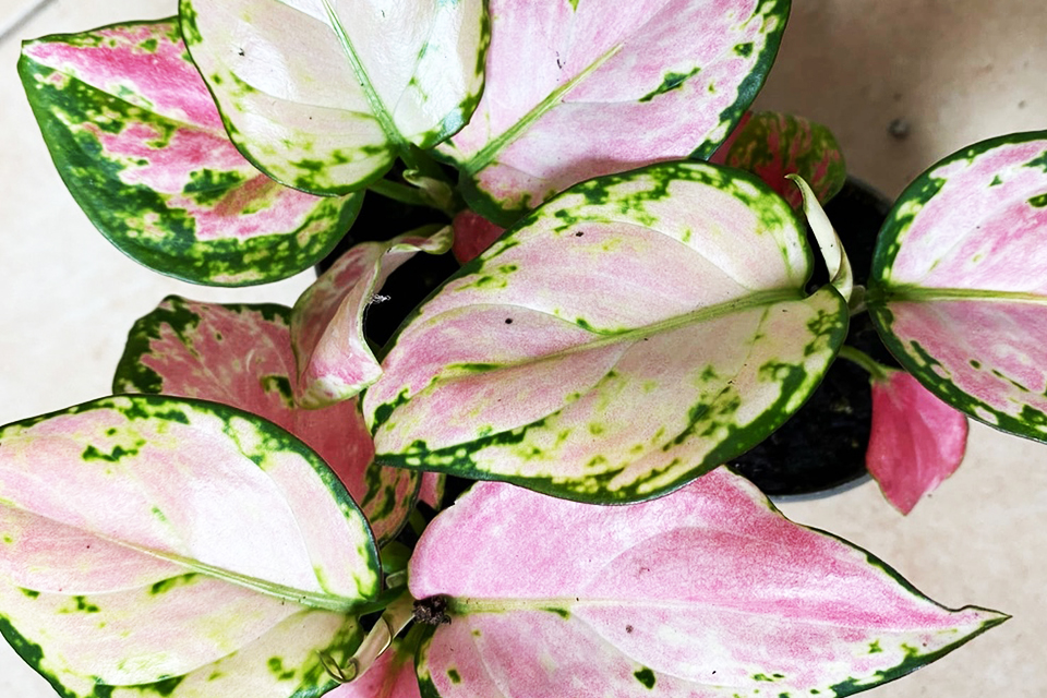 Aglaonema se obvykle cítí dobře v městském bytě. Foto: Ksenia Duryagina