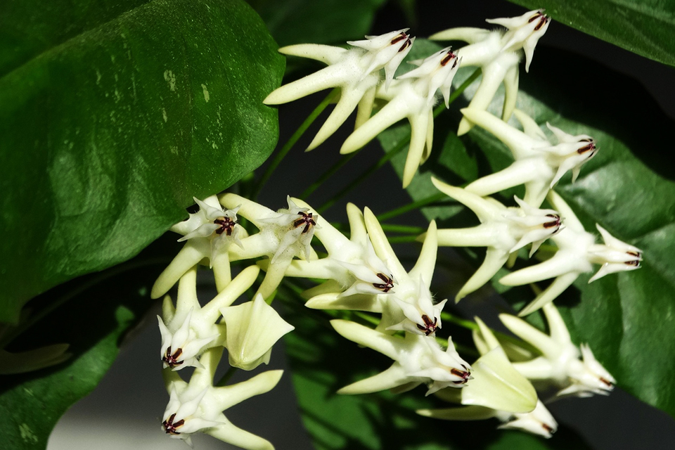 Hoya multiflora. Foto: Ksenia Duryagina