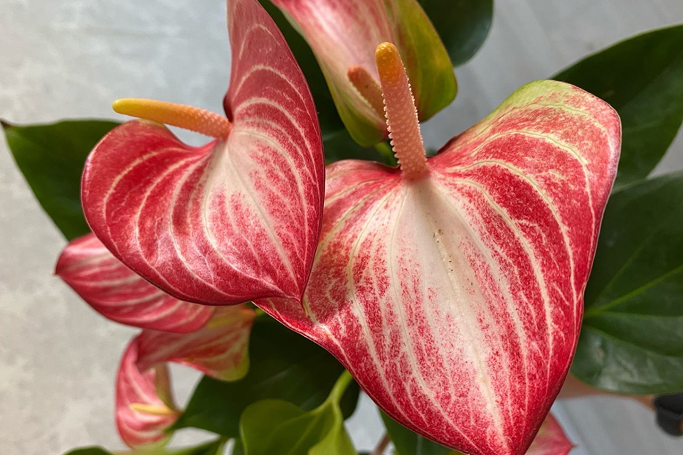 Anthurium. Foto: Ksenia Duryagina