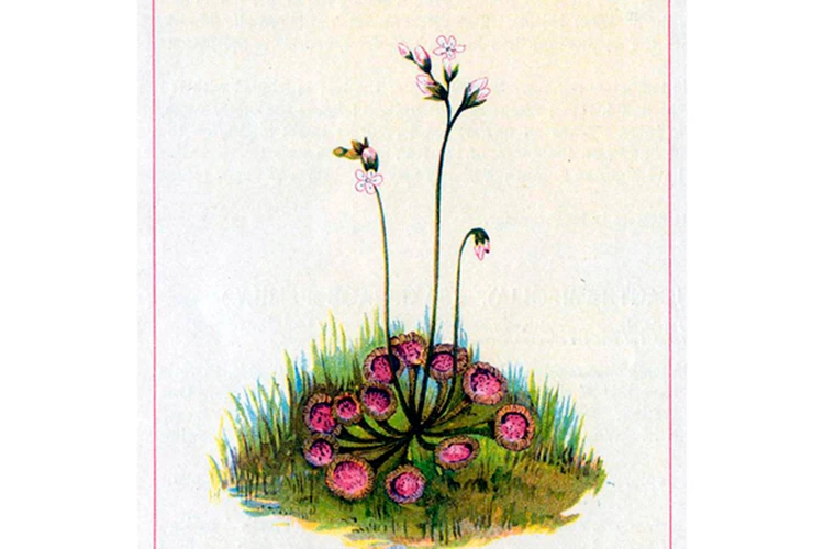 Акварельные портреты цветов. Практическое руководство по ботанической иллюстрации. Билли Шоуэлл