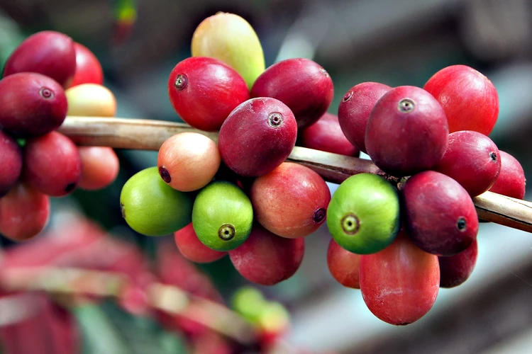 Как растет кофе - плантации для выращивания, виды кофейных деревьев и их цветение i-coffee Москва