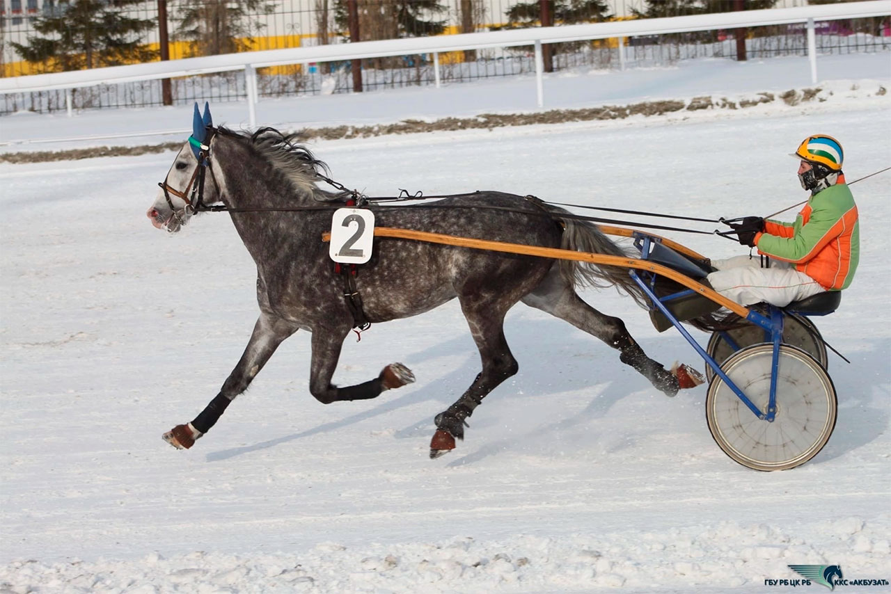 Не нормально бить лошадей хлыстом. Фото из личного архива Алины Хвалевой
