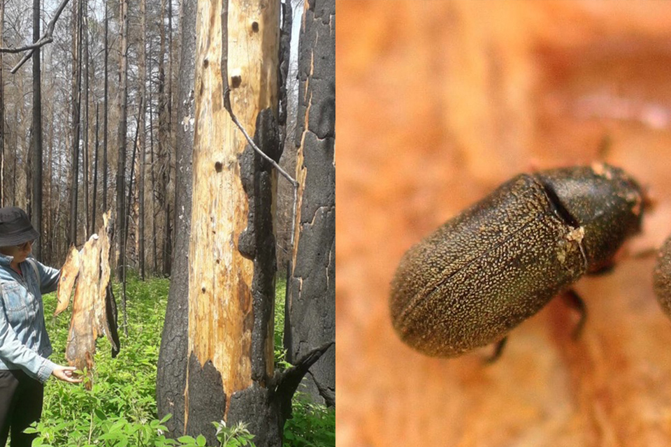 Ussuriho polygraf a škody, které způsobuje. Foto: tisková služba ministerstva přírodních zdrojů Udmurtia