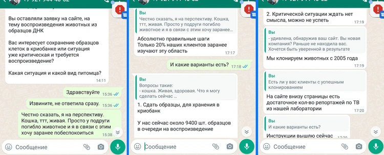 Мокрая попа и задние лапки у котенка