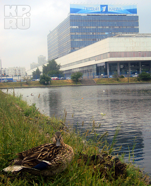 В парке много уток