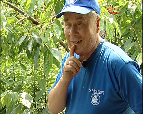 Владимир Пителин знает кое-какие секреты выращивания черешни на Южном Урале.
