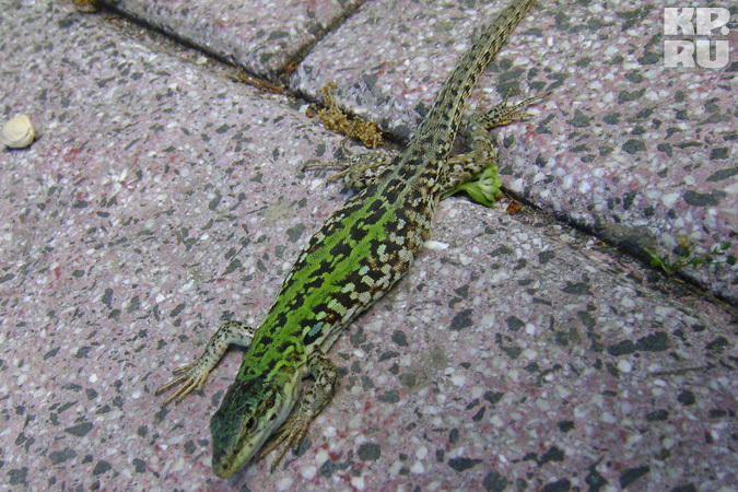 Маленькие ящерки встречаются на Искье также часто, как в России, например, бабочки крапивницы