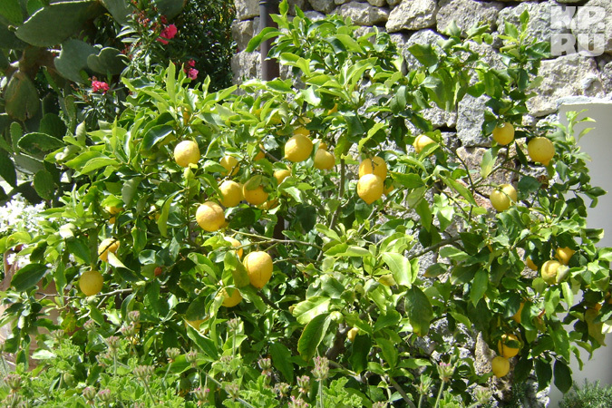 Лемонный урожай на острове снимают (!) 4 раза в год