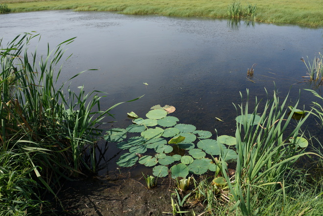 К сентябрю лотос в понравившемся ему водоеме образует много новых побегов. Фото: Павел Жирнов.