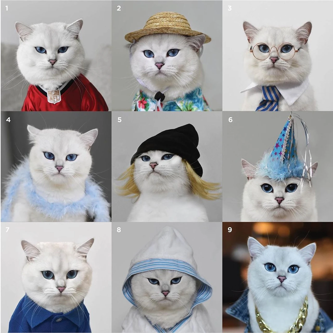 Коби-порода кошек с красивыми голубыми глазами (6 фото)