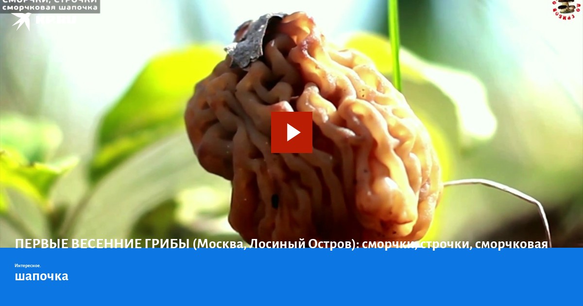 Сморчки грибы чем полезны для организма человека. Сморчки строчки и сморчковые шапочки. сморчковая шапочка гриб. сморчковая шапочка в разрезе. строчок гигантский.